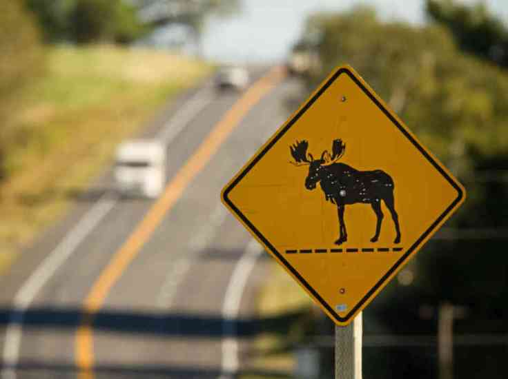 Maine Moose Xing