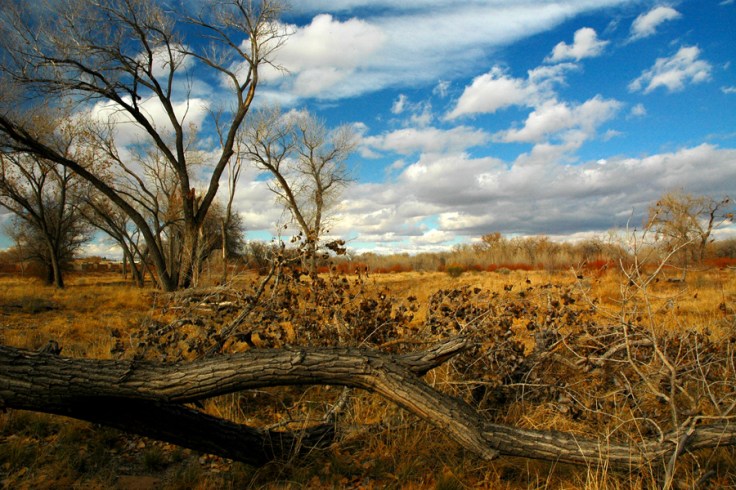 New Mexico